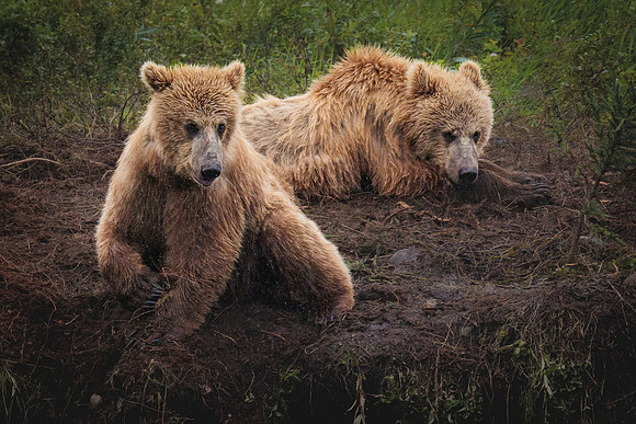 Chewy & Digger - 2 yr old Alsaskan Brown Bears