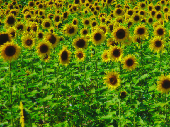 Country Sun