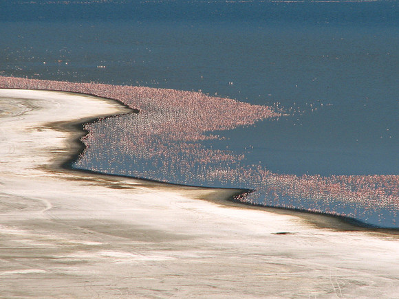 Flamingo Wave Kenya