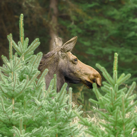 Cow Moose Portrait