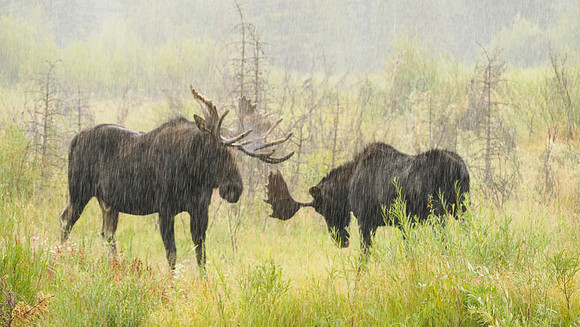 Sparring in the Rain