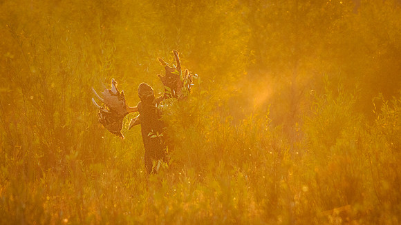 Morning Moose Glow