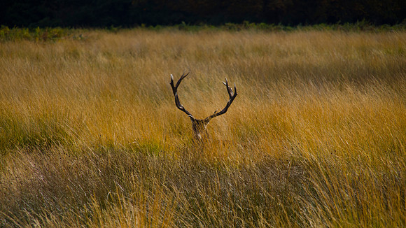 Hiding in Plain Sight ~ England