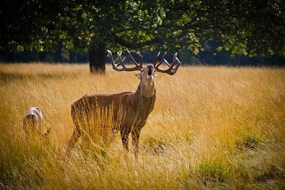 Red Deer in Rut ~ England