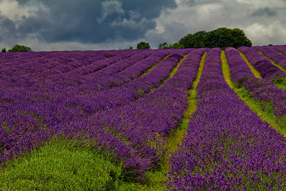 Lavender Fields, England