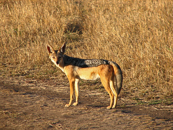 Black Backed Jackal, Kenya