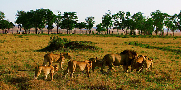 Kenyan   Lion's Pride