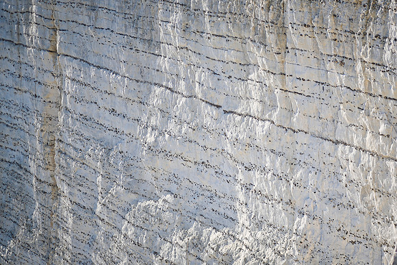 Rocky Ripple