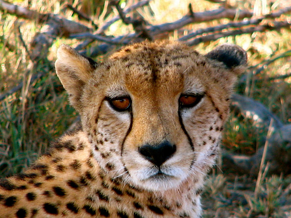 Cheetah - MasaMara, Kenya