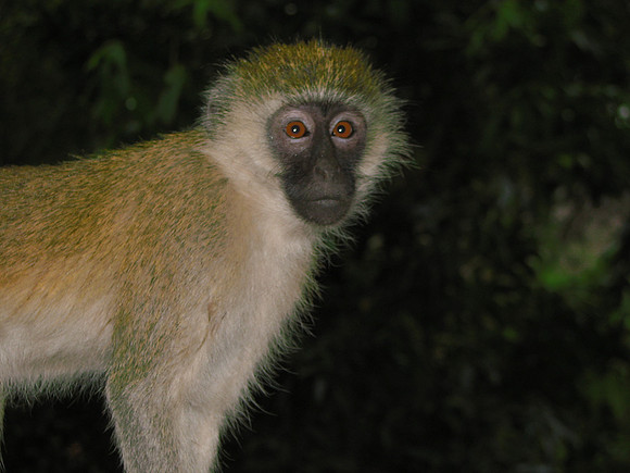 Samburu, Kenya