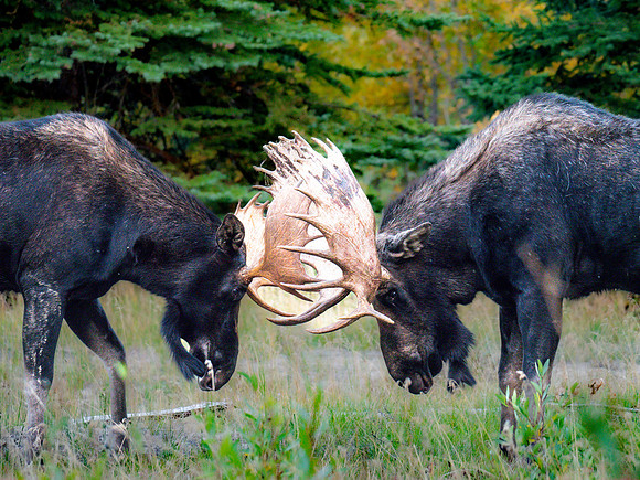 The Rut Begins