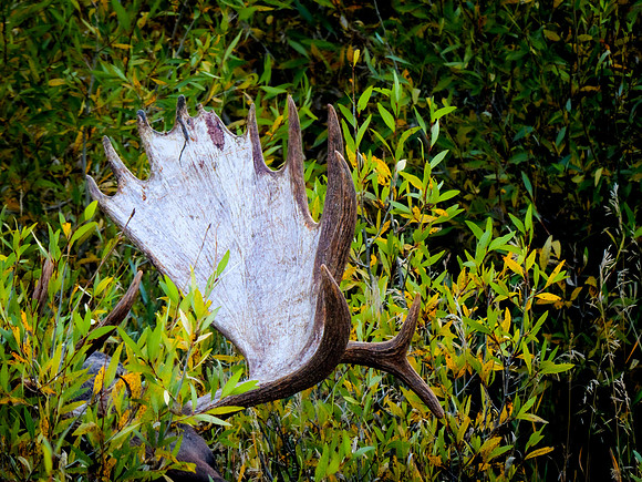 Shedding Velvet #3