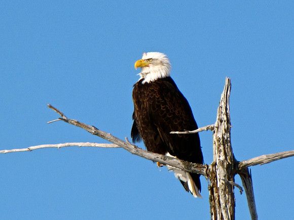 American Bald Eagle ~ Alaska