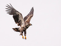 Juvenile Bald Eagle - Alaska