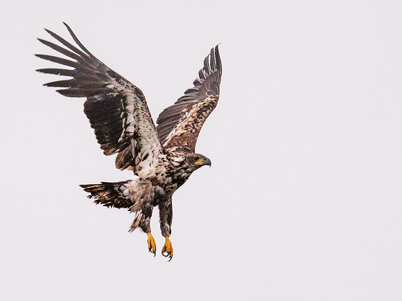 Juvenile Bald Eagle - Alaska