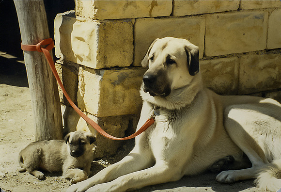 Kangal Kopek / Anatolian Shepherd Dog and puppy