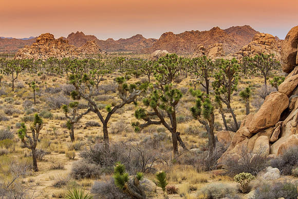 Joshua Tree