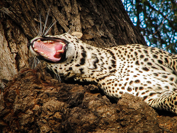The Yawn