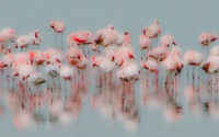 Flowering Flamingos