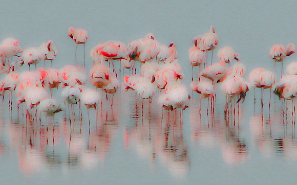 Flowering Flamingos