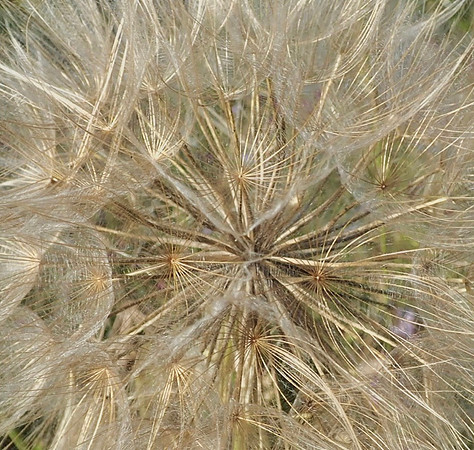 Make a Wish