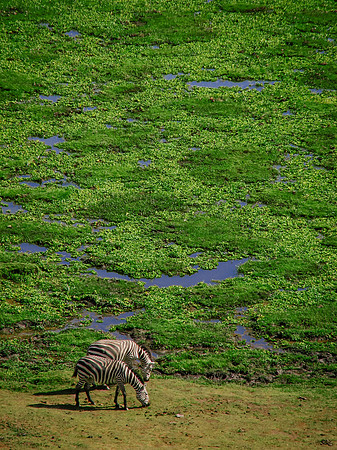 Grazing - Kenya