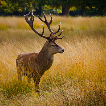 12 Point - England
