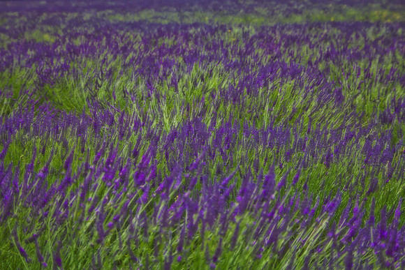 Lavender Wave