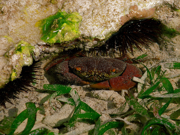 Sea Life - Indian Ocean