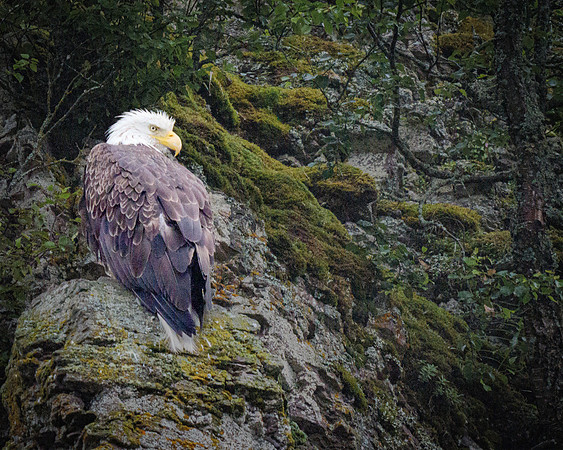 Bald Eagle - Alaska