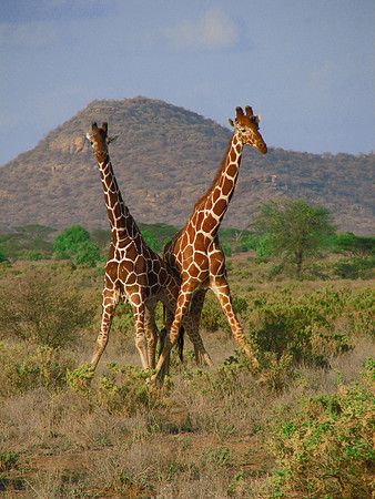 Necking Giraffe  Kenya
