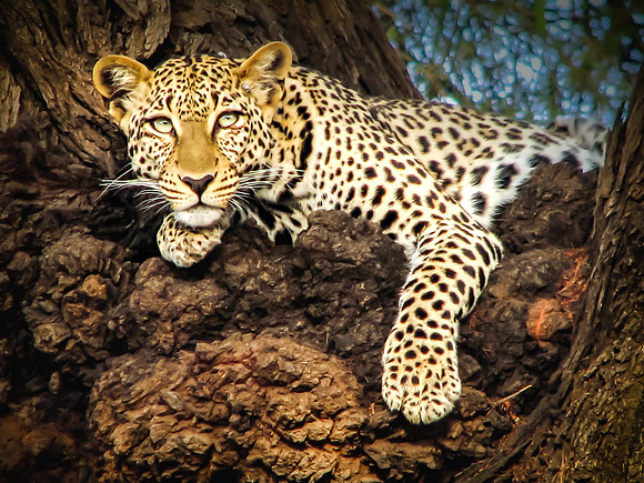 On the Spot - Kenya