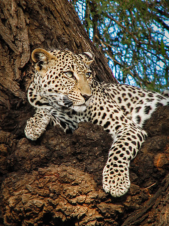 Leoard on Alert - Kenya