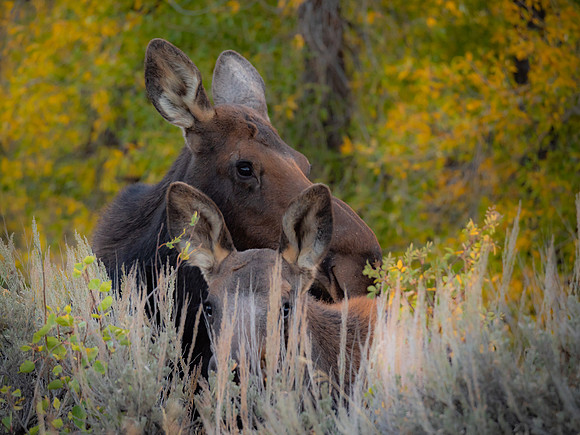 Moose Family - Wyoming