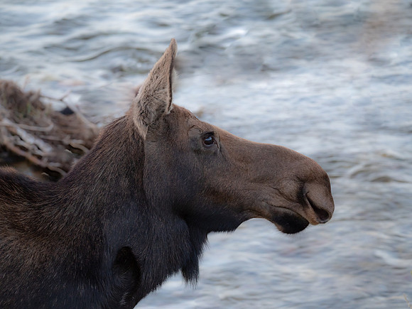Moose Profile - Wyoming
