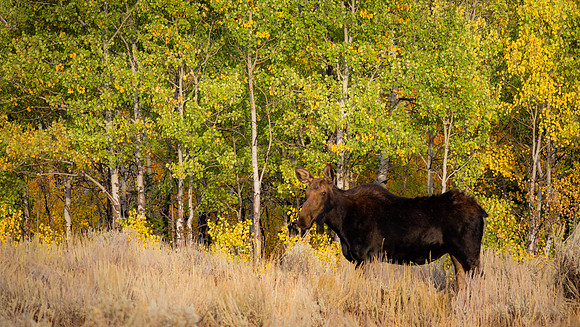 Morning Moose Walk - Wyoming