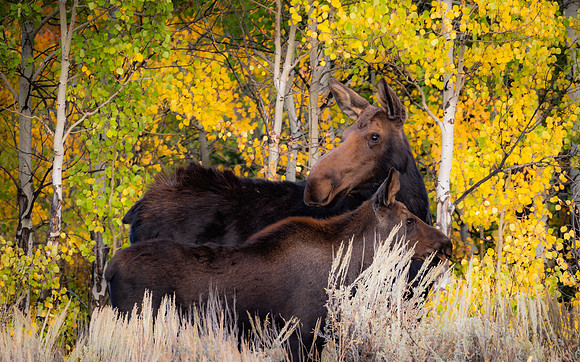 Mother & Child - Wyoming