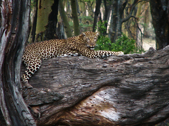 Lazy Day Leopard   Kenya