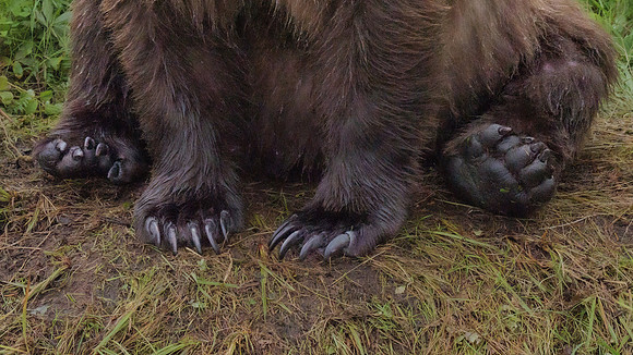 Big Paws....   Alaskan Brown Bear