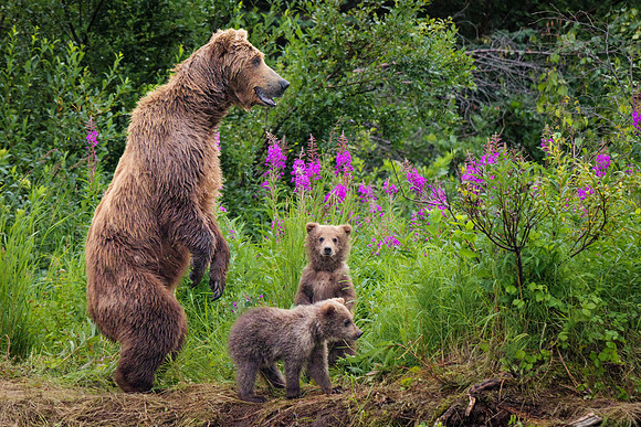 Who's there....  Alaskan Brown Bear and COY