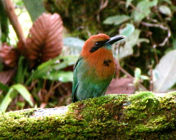 Costa Rican Beauty