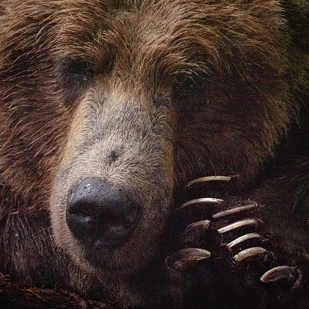 Those Claws...    Alaskan Brown Bear