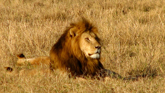 Lion King -                  Kenya