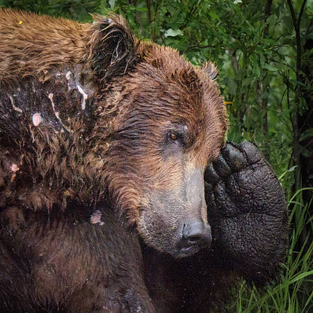 Scratching the Itch... Alaskan Brown Bear